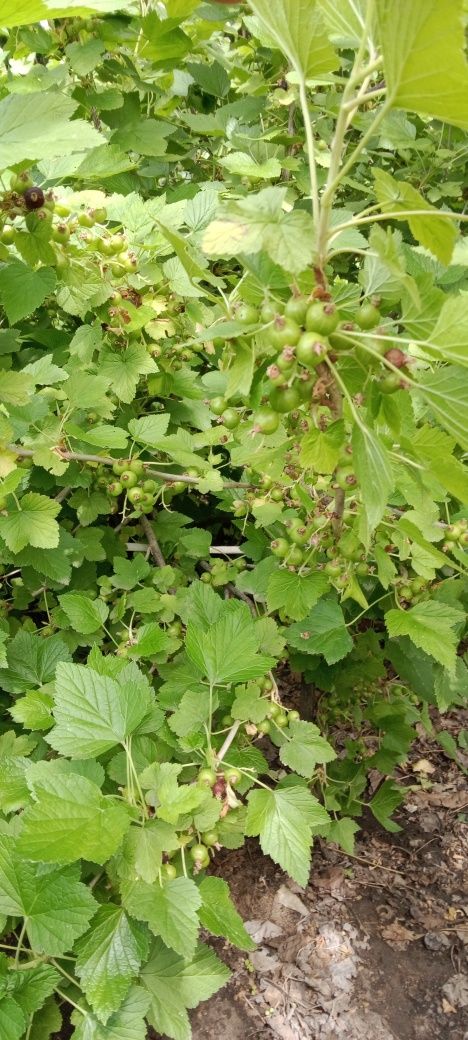 Продам срочно дачу. ИЖС Сосновый бор