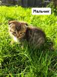 Котёнок-мальчик ищет любящее сердечко