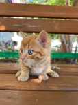 Котики изут дом и тепло