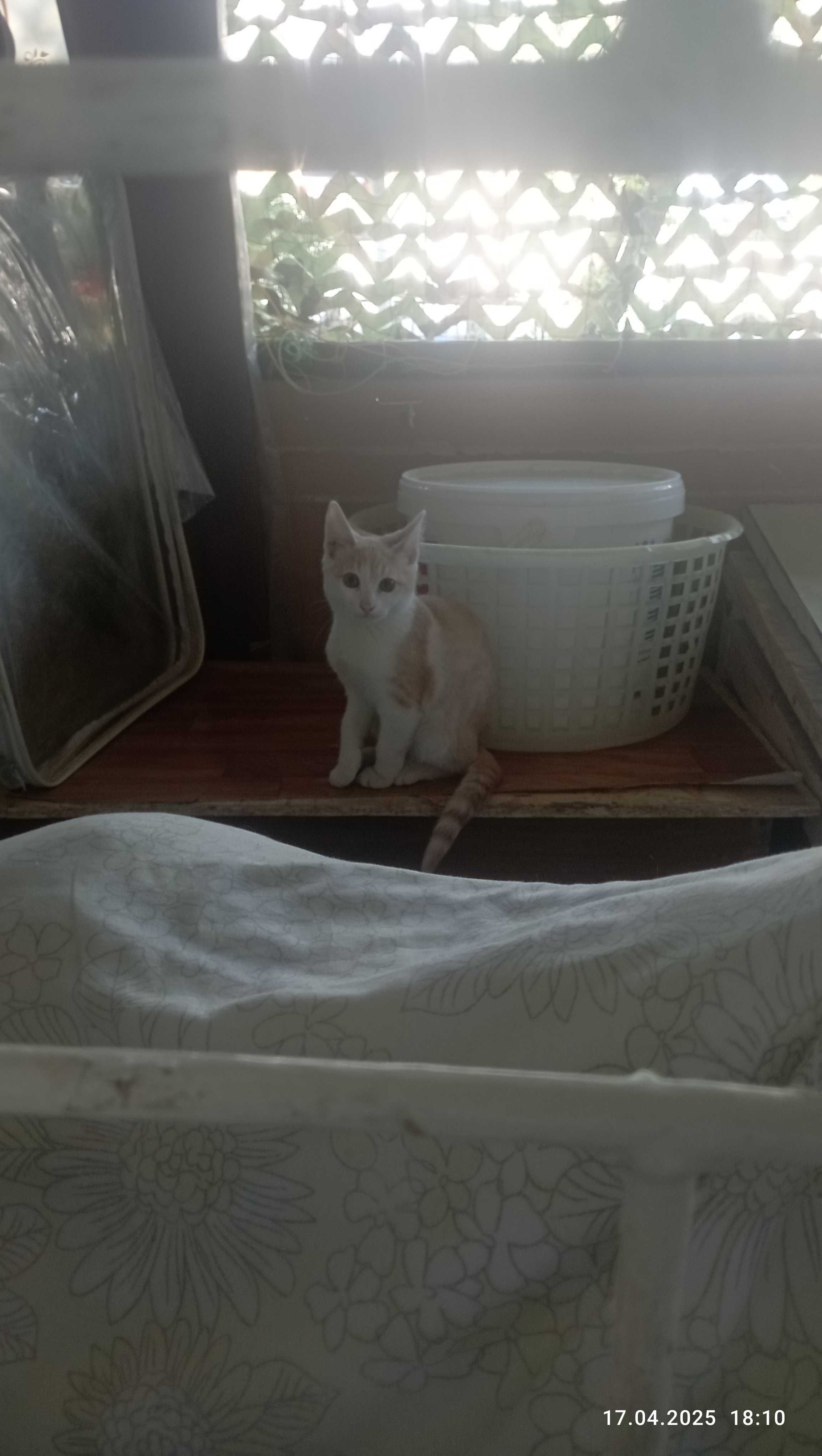 Котенок в добрые руки