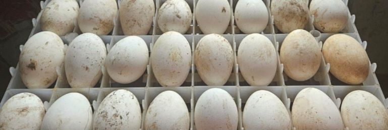 Продам яйцо гусиныие инкубационное