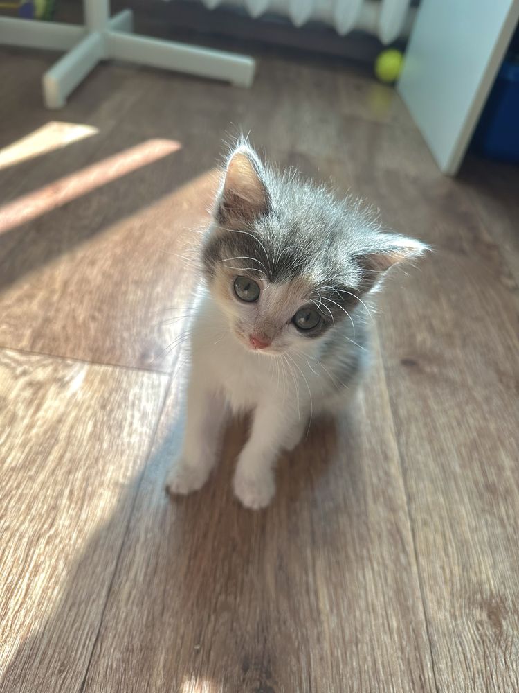 Котята в хорошие руки