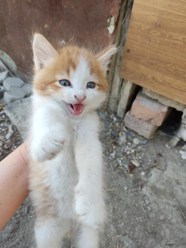 Котята в добрые руки.