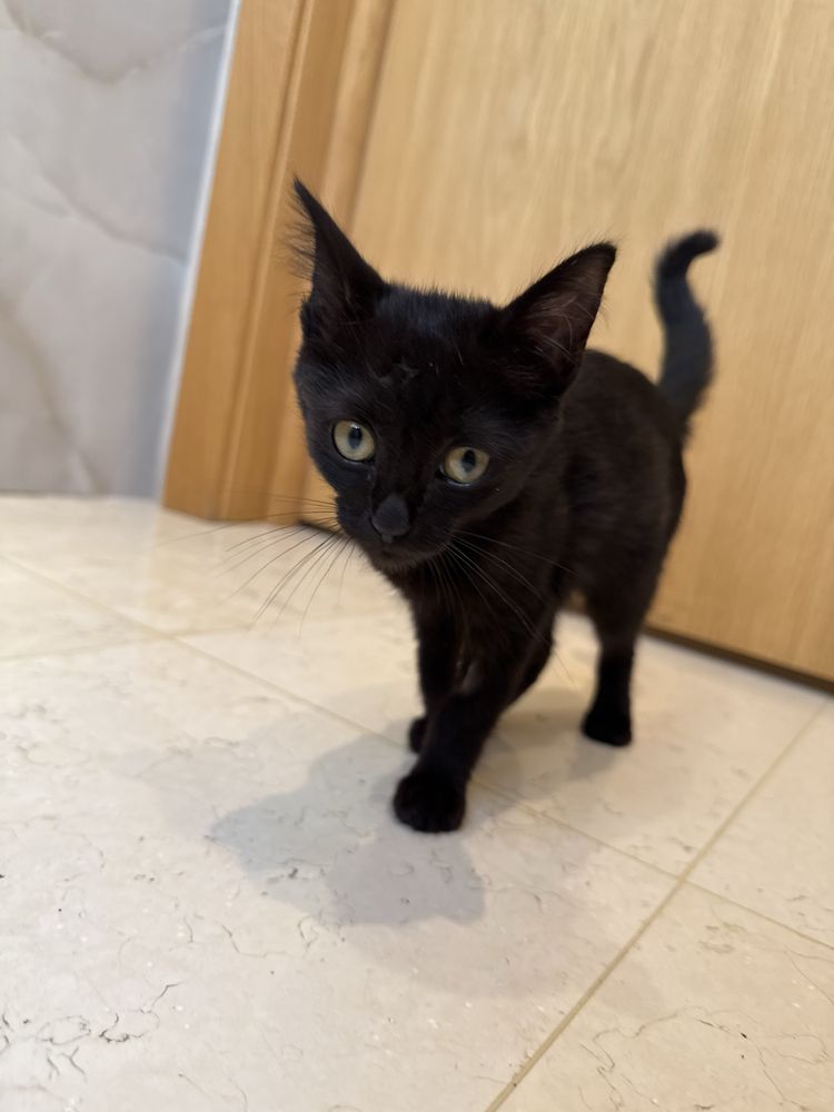 Отдам котенка девочка 3 месяца