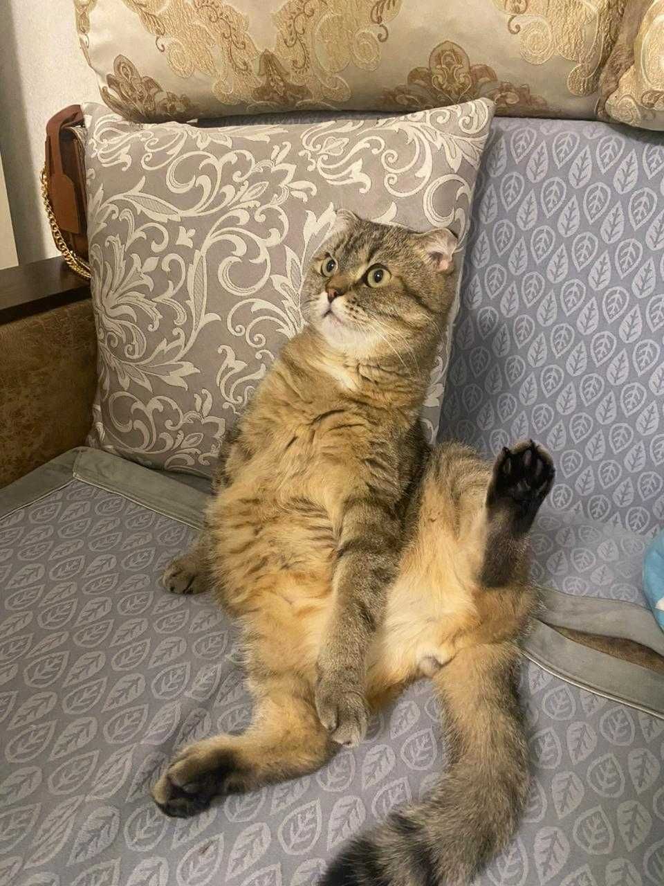 Отдам кота в добрые руки