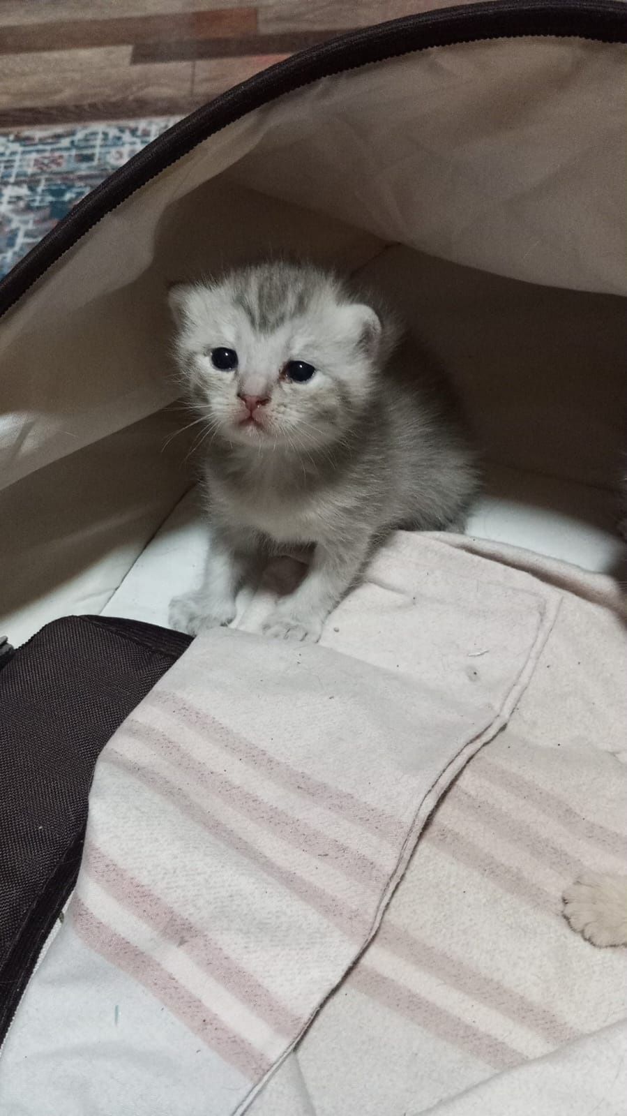 Котёнок в подарок все необходимое