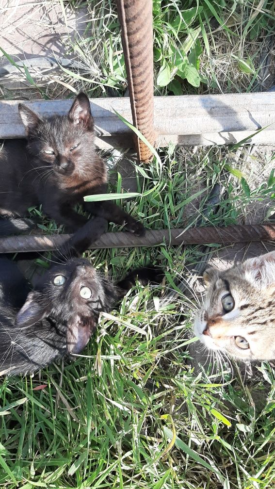 Котята бесплатно