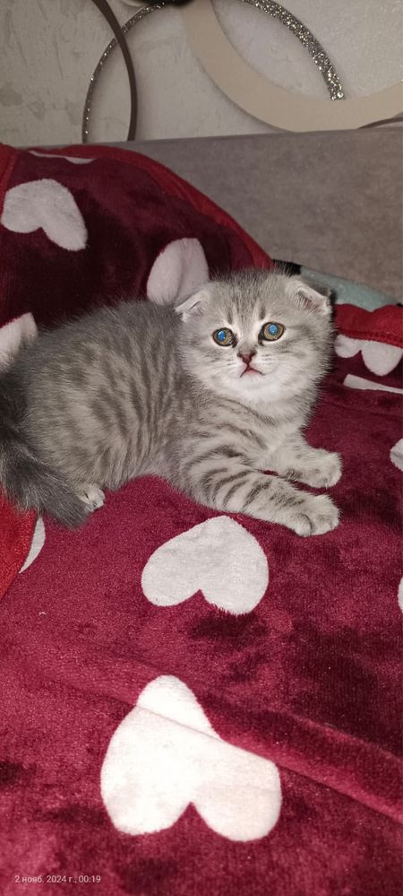 Шотландские котята в продаже