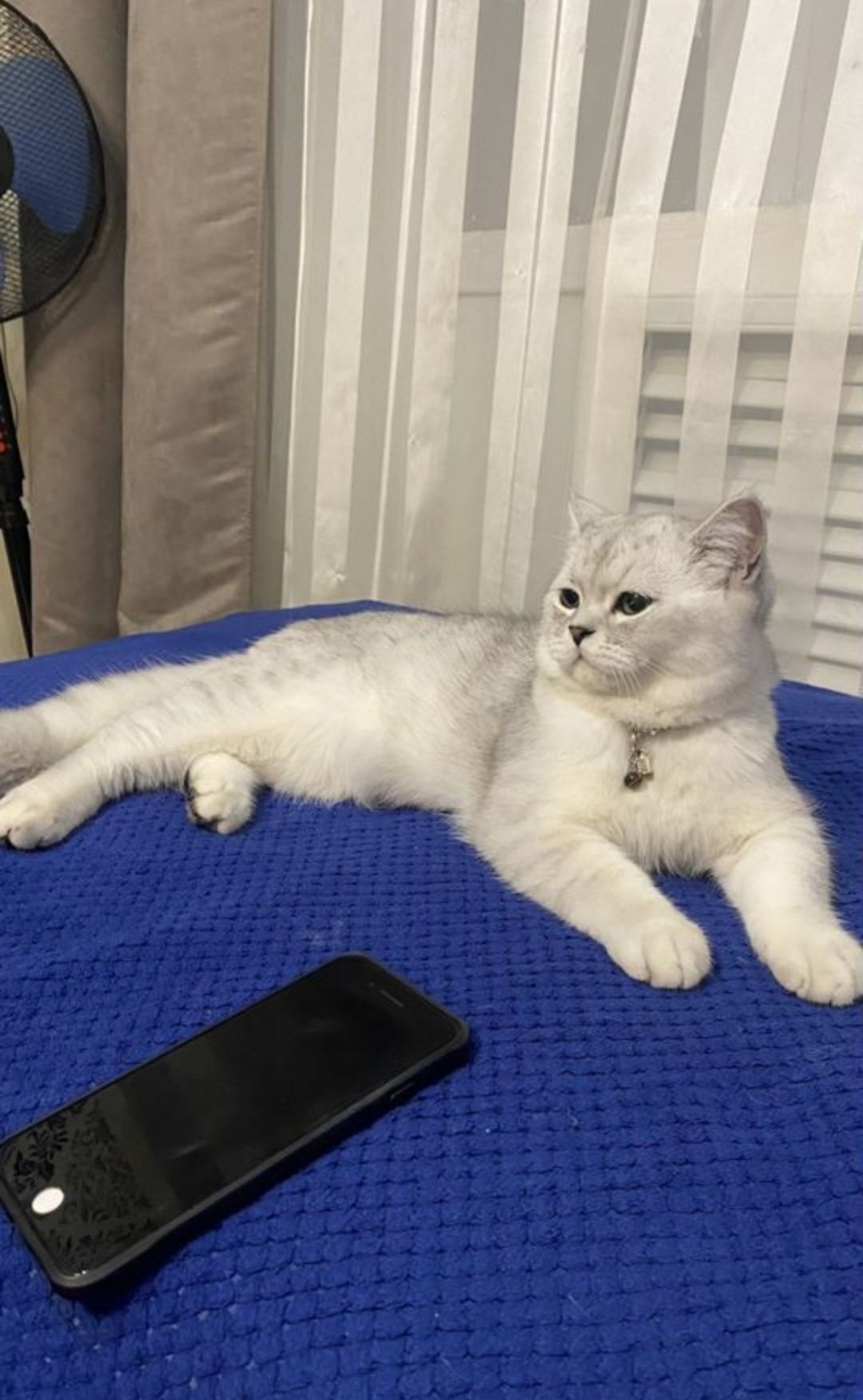 Шикарный опытеый кот, окрас шиншила серебро, ждет невест