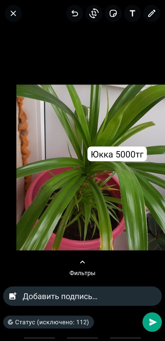 Үй гүлдері 2000 тг
