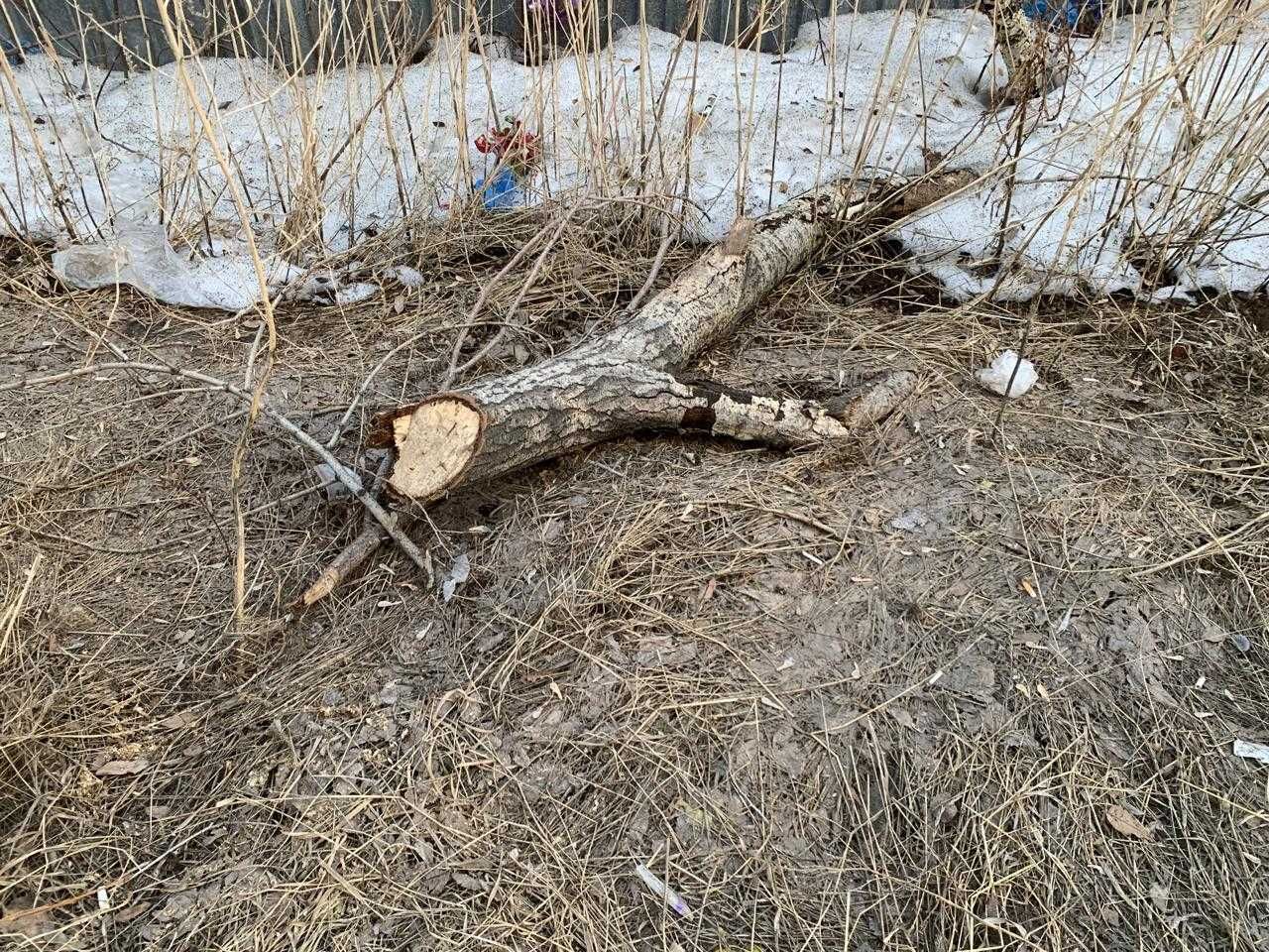 Бесплатно дам спиленные сухие деревья на дрова, самовывоз