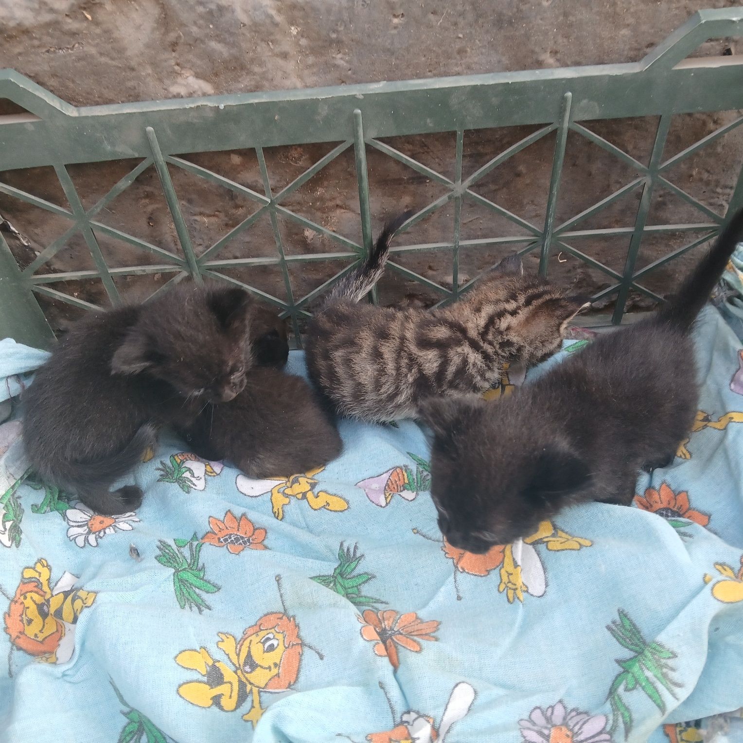 Котёнки за даром