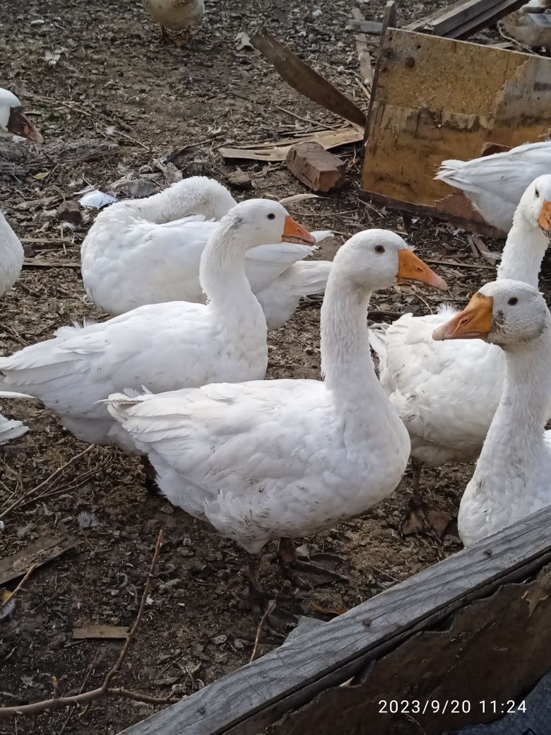 Продам гуси и уток