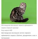 Вязка милого и умного кота!