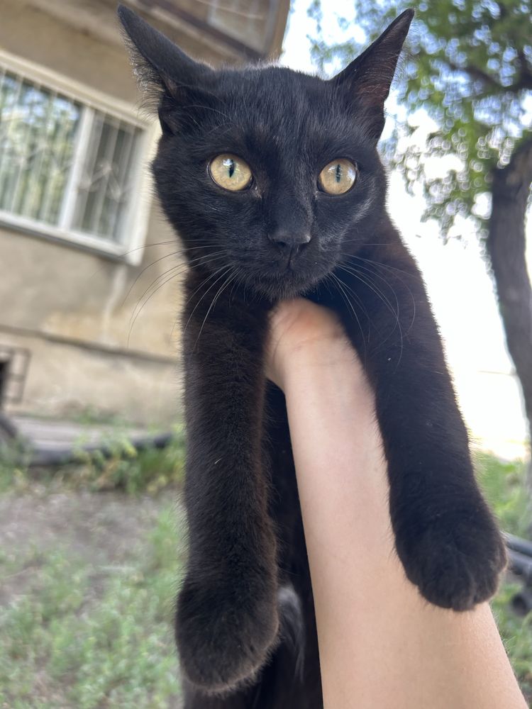 Котенок подросток в добрые руки