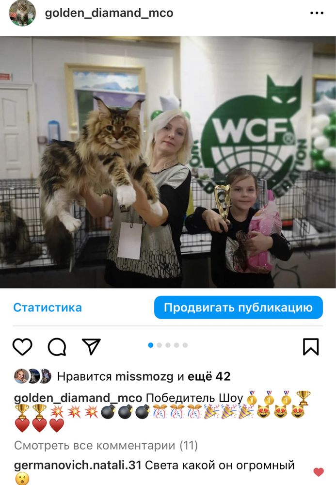 Котята мейн-кун нежные гиганты