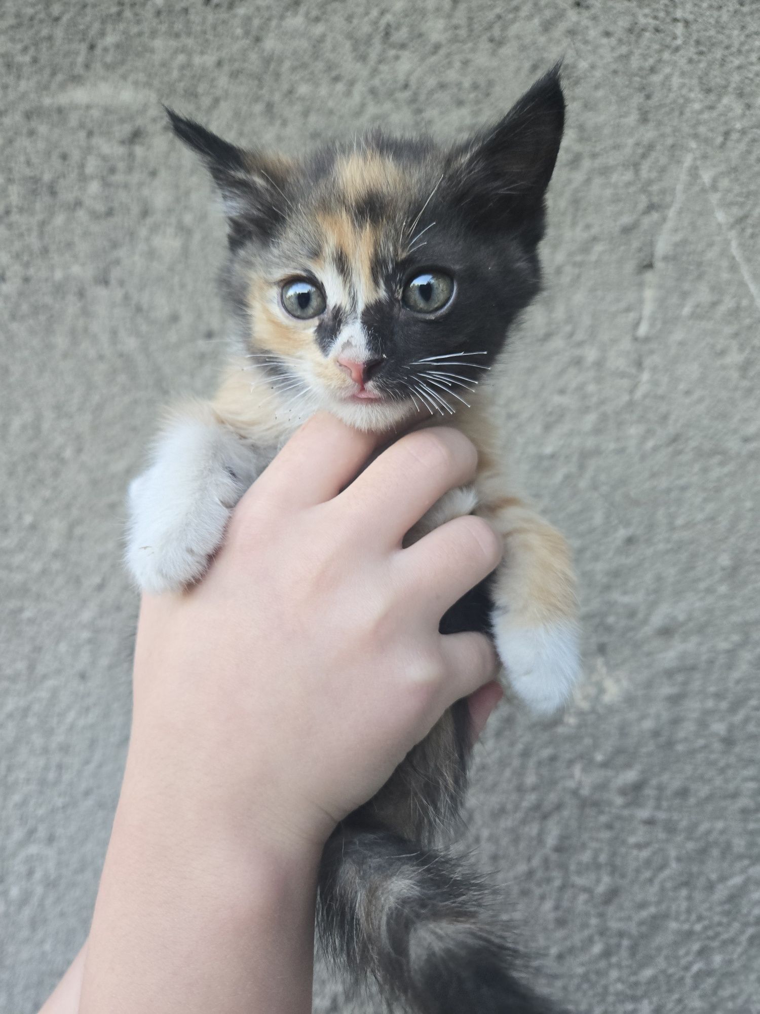 Котята бесплатно