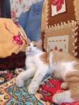 Котик в хорошие руки