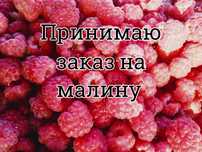 Малина дачная, крупная, сладкая