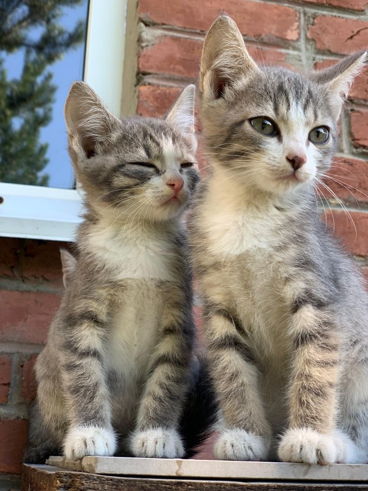 Котята с гарантией