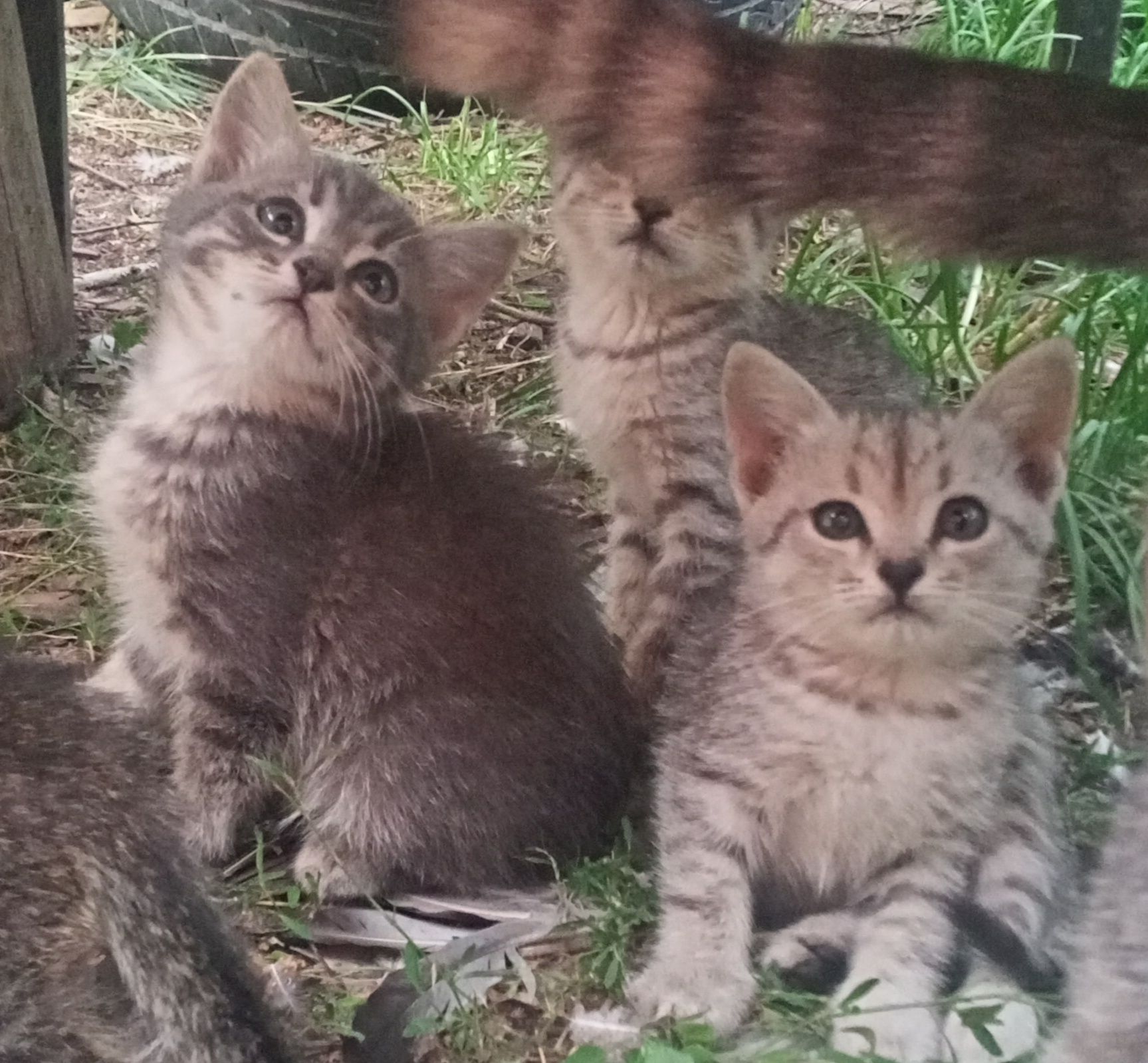 Отдам котят в хорошие руки
