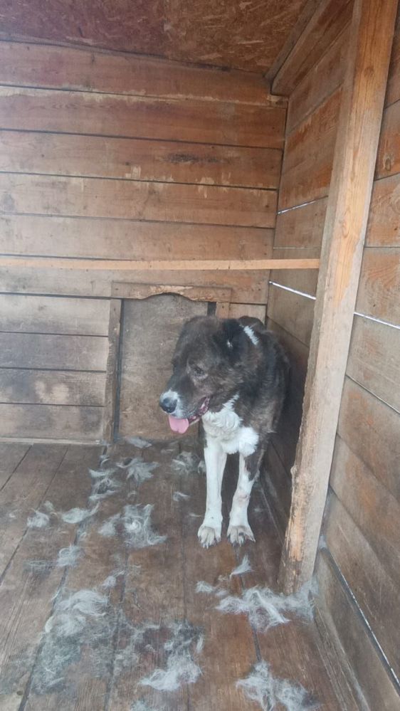 Отдам в добрые руки 2 алабаев