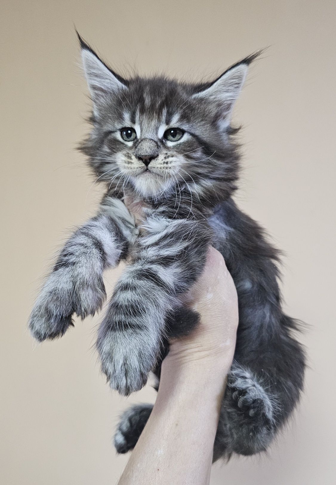 Элитные котята Мейн-кун в рассрочку до 2 лет