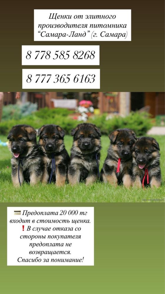 Продажа немецких щенков