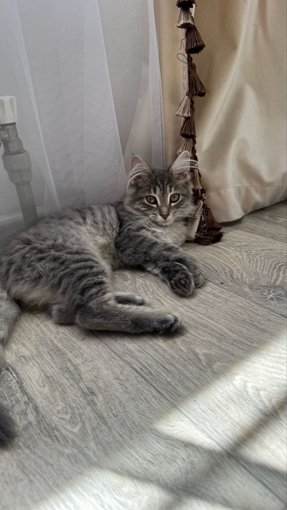 Отдам котёнка бесплатно
