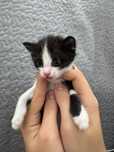 котята ищут себе хороших хозяев