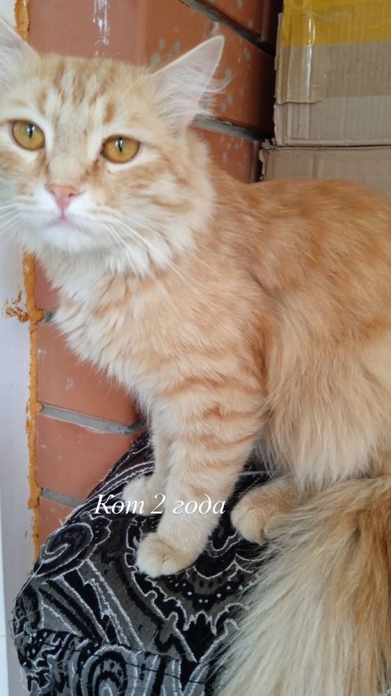Коты в добрые руки