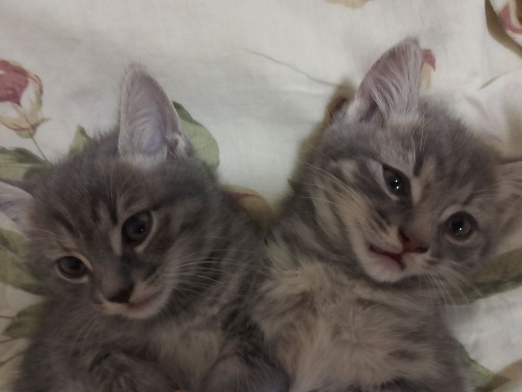 Бесплатно котята