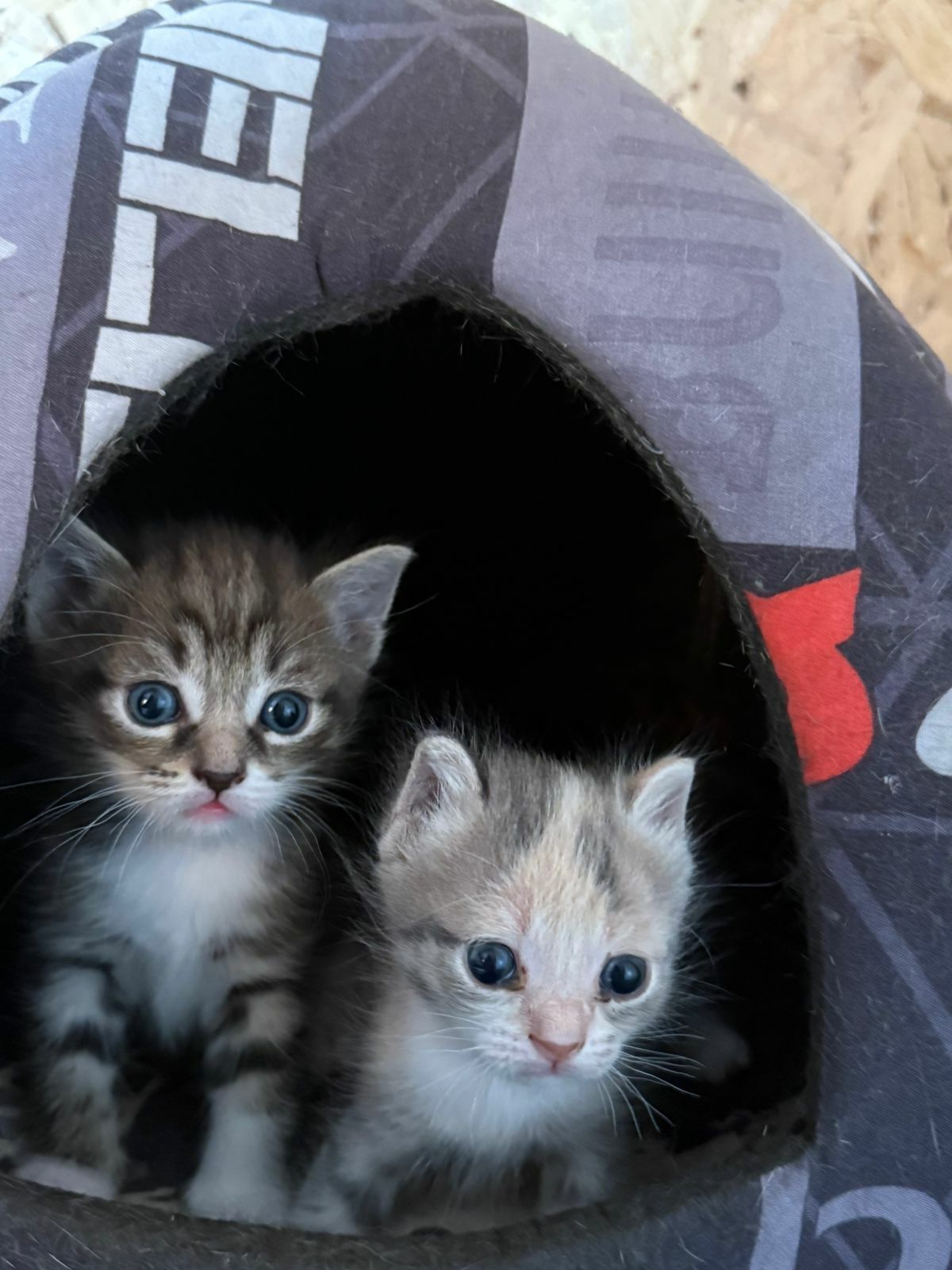 Отдам котят в добрые руки