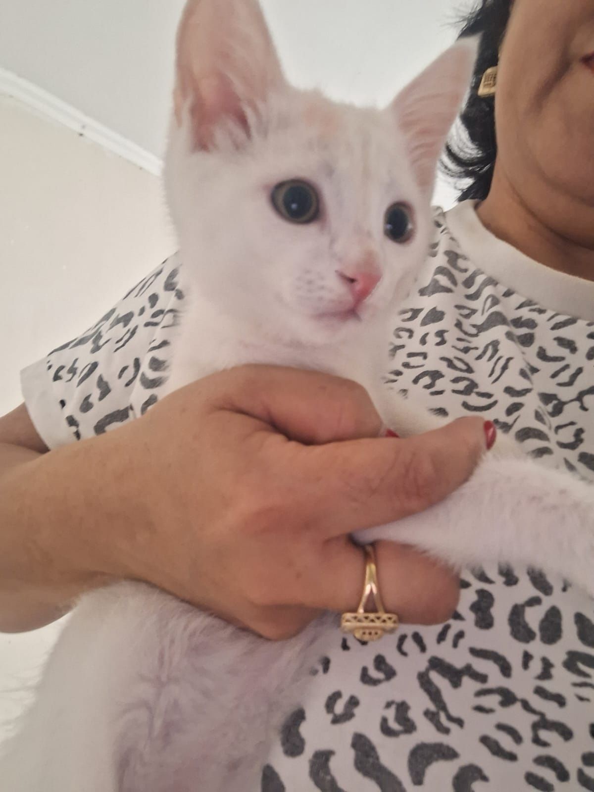 Котенок мальчик в добрые руки