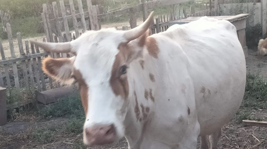Продам Крупнорогатый скот 2шт