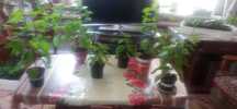 Продам цветы джинура( от сахарного диабета )
