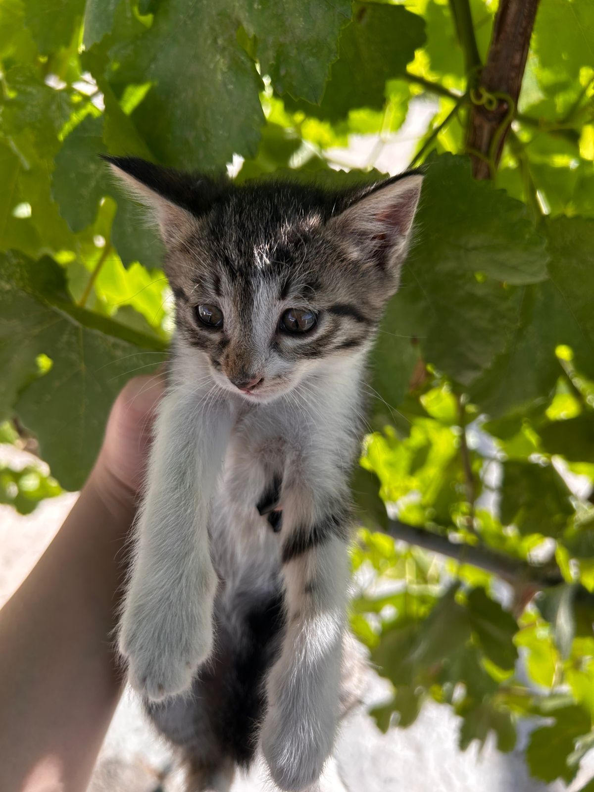 Отдам котят в хорошие руки
