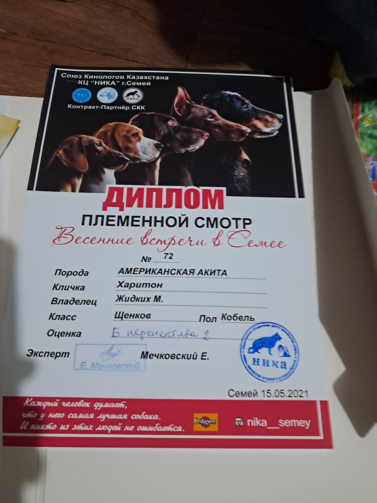 Породный кобель для вязки
