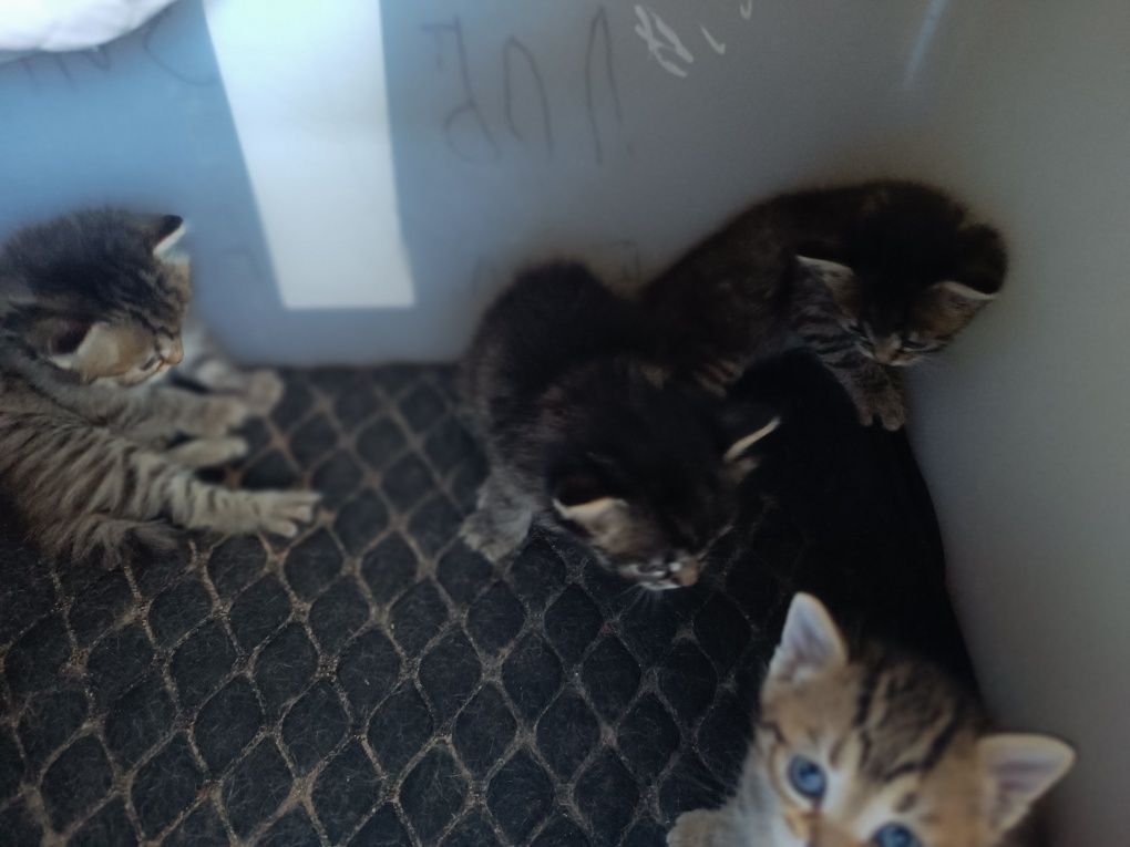 Котята маленькие