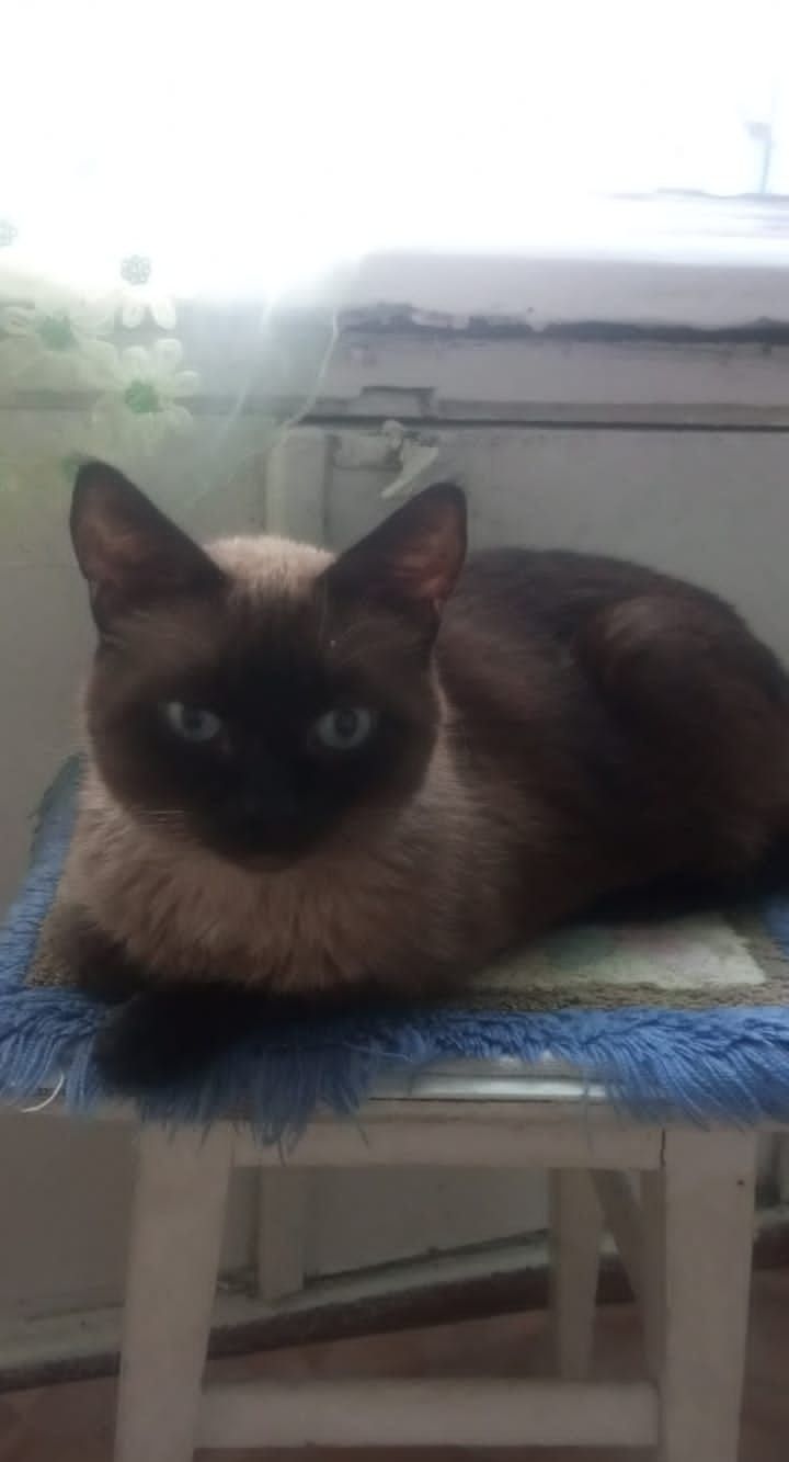 Кот сиамский, кастрирован