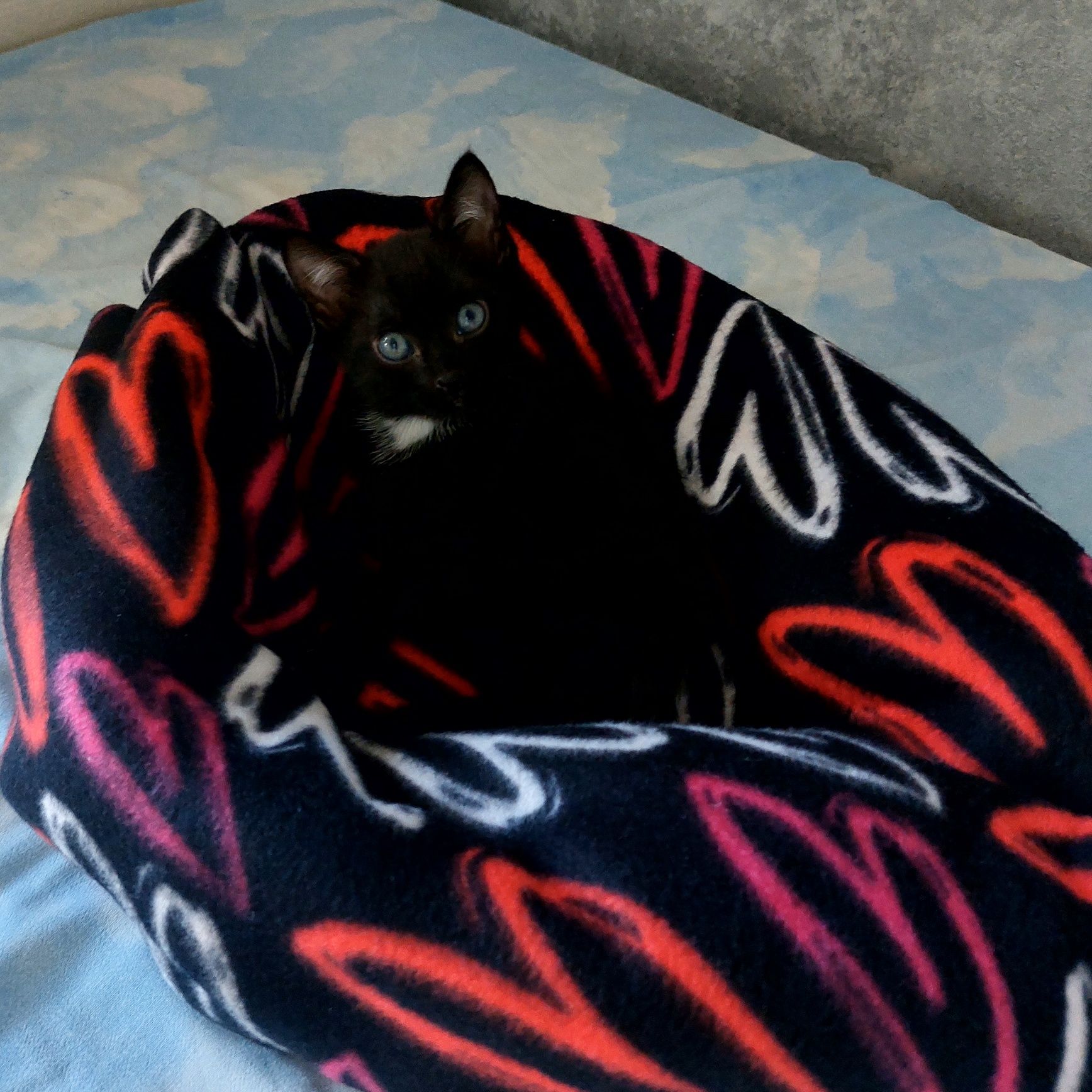 Котёнок, девочка