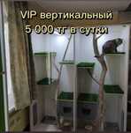 Гостиница для кошек. Зооотель. Зоо гостиница.