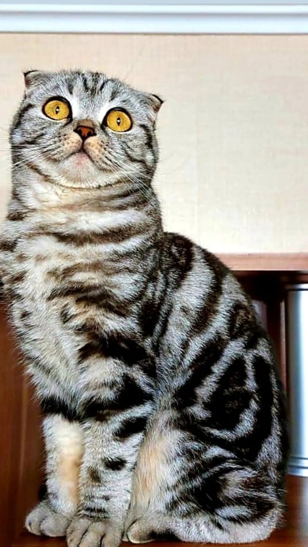 Ищем опытного кота для вязки