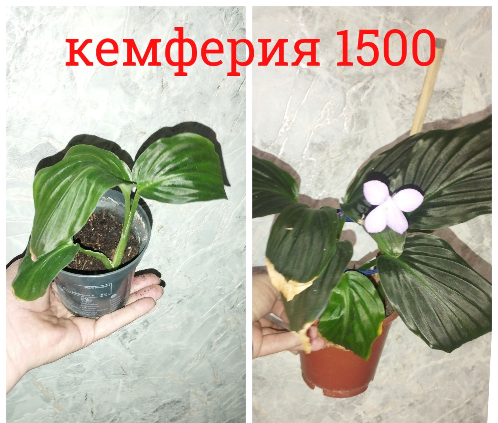 Цветы  комнатные