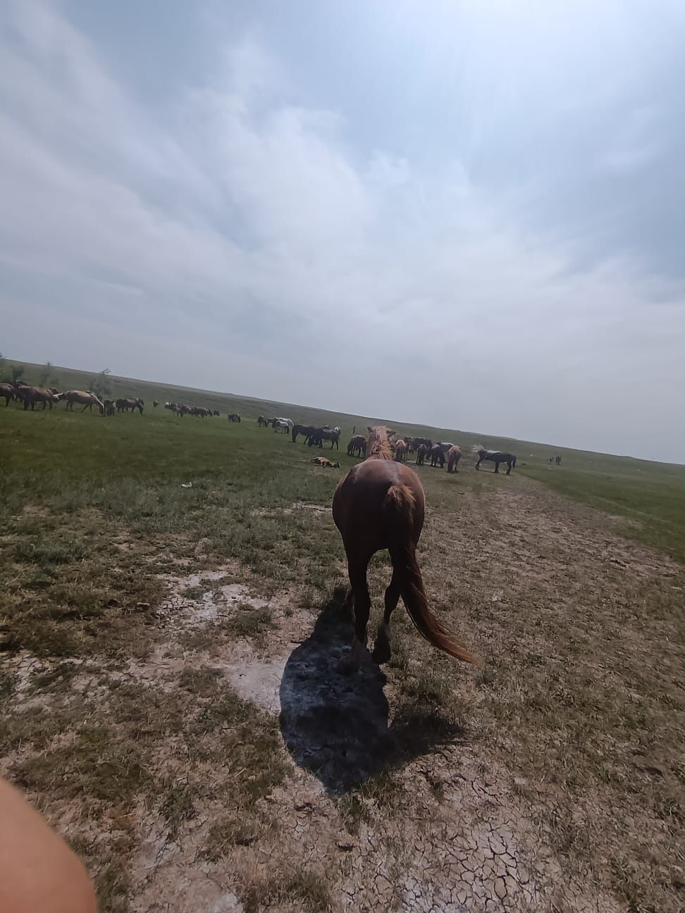Жас,семиз Бие сатылады