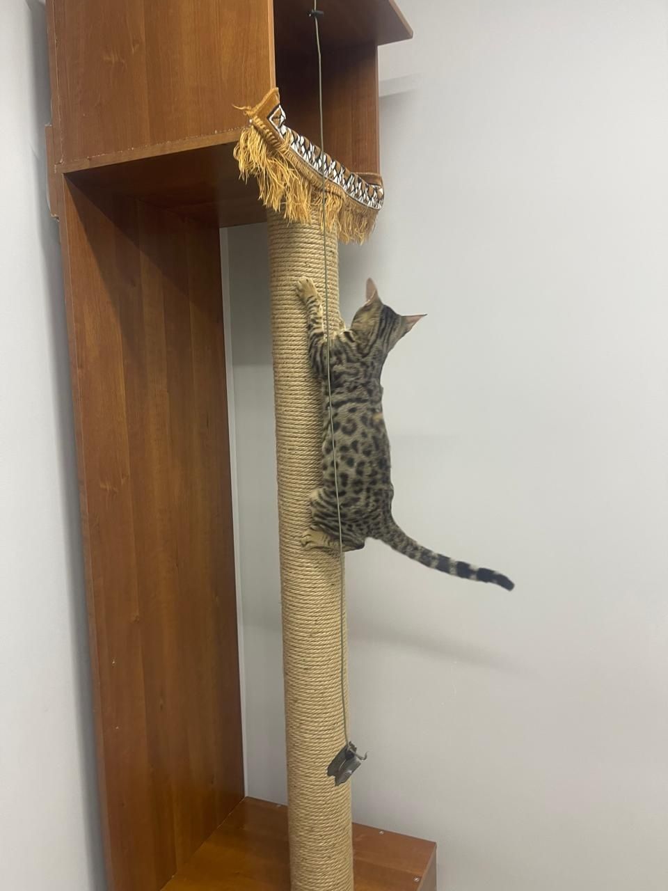 Когтеточка для кота