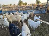 Продажа коз, козлов, козлят