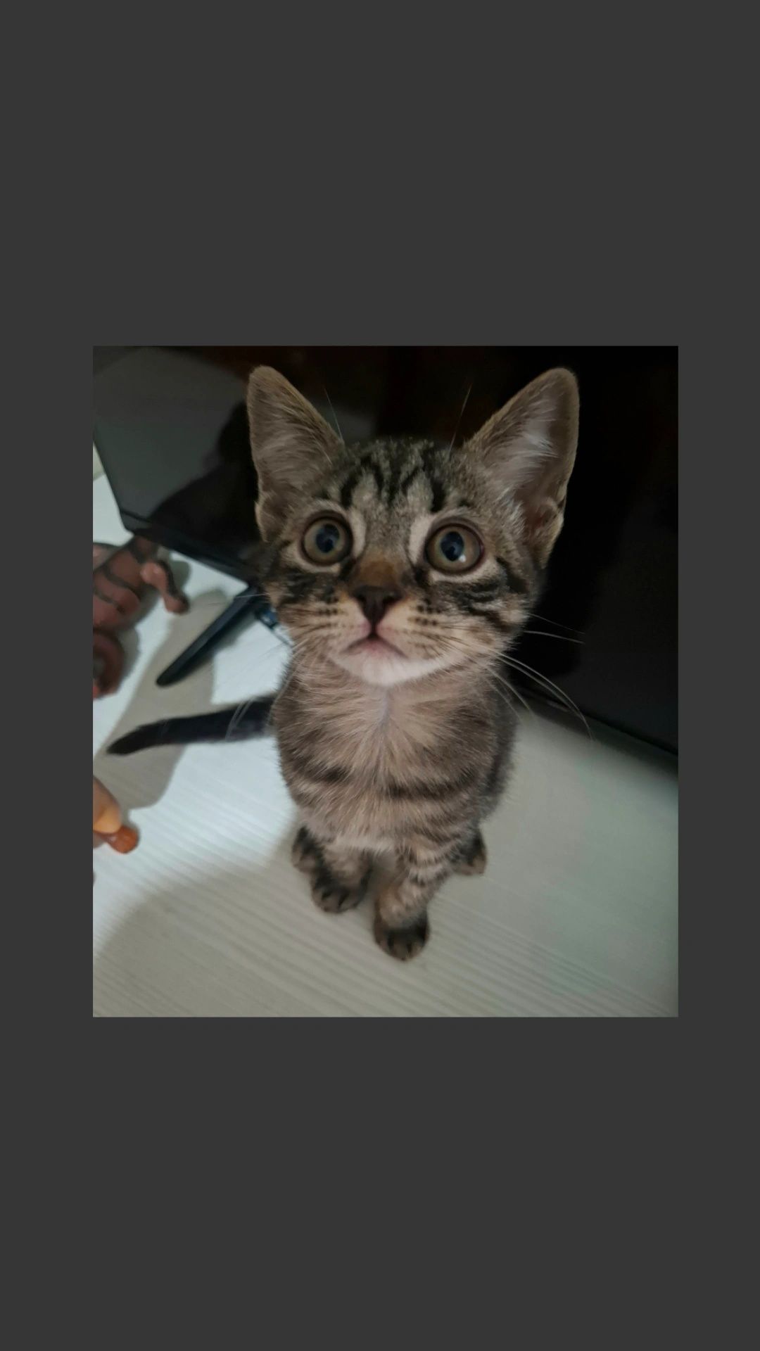Котёнок в поиске своего человека