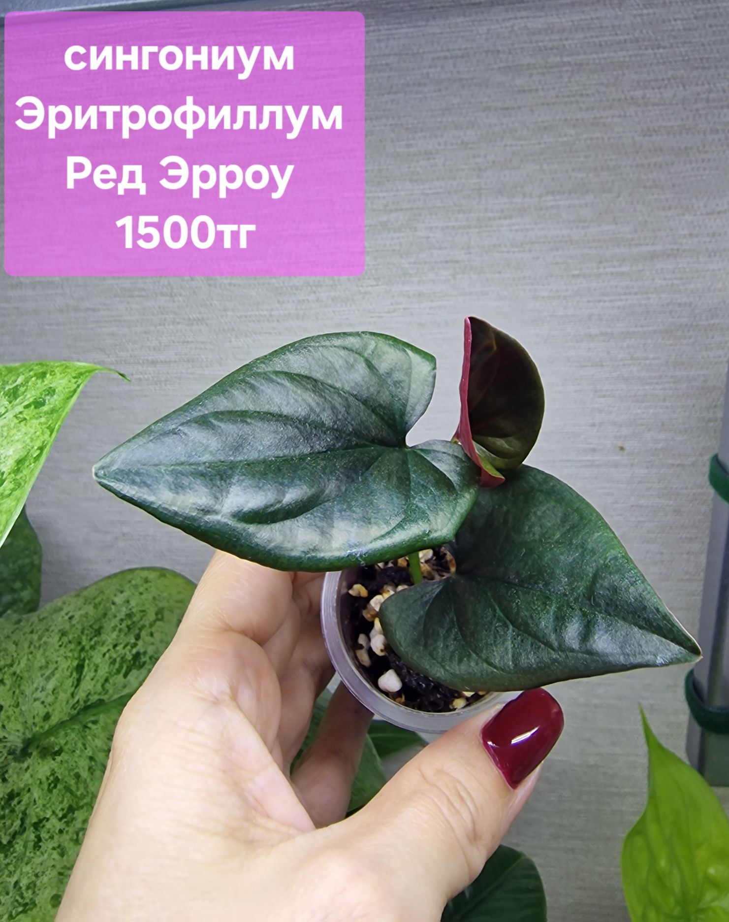 Продам комнатные растения