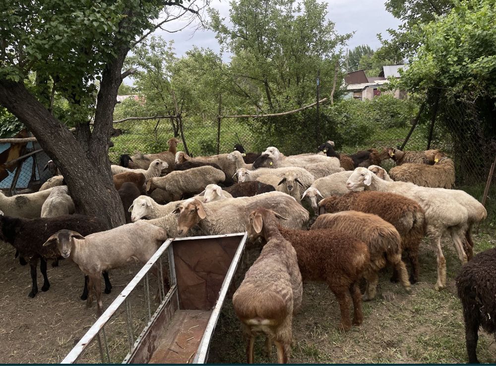 Продам баранов и ягнят